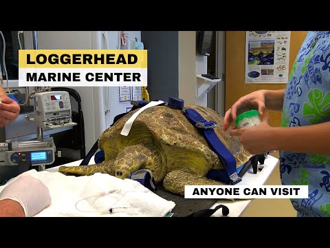 Loggerhead Marine Center Juno Beach, Florida