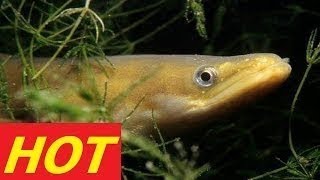 The Mystery Of Eels Nature documentary BBC FULL National Geographic Animals documentary 20