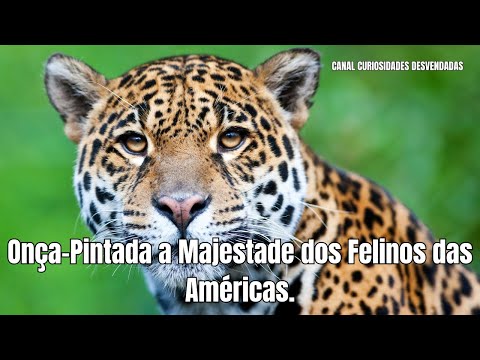 Onça-Pintada a Majestade dos Felinos das Américas.