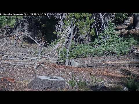Vista en directo de la webcam Estaca de nieve de Mt. Bachelor