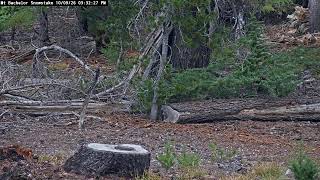Mt Bachelor - Snow Stake live webcam