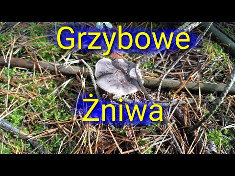 Późnojesienny wysyp grzybów, czyli gąska niekształtna w natarciu