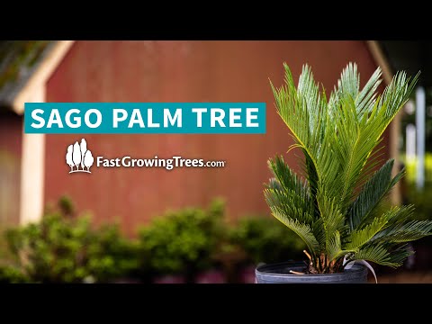 Sago Palm Tree | FastGrowingTrees.com