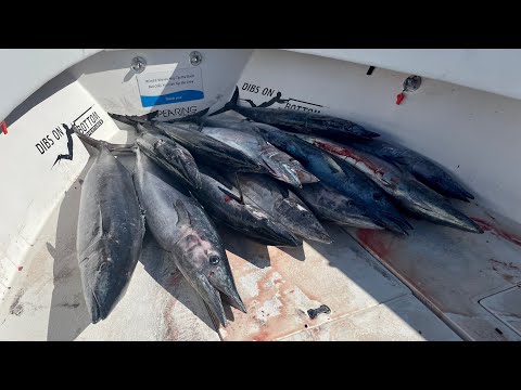13 wahoo 2.5 hours | $2000 Morning | Commercial Spearfishing Profit Breakdown $$$