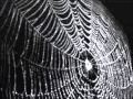 spider in my web