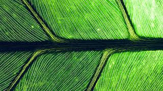 1 Minute Guided Metta Loving Kindness Meditation - For The World