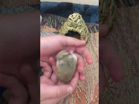 Hamster Live Models