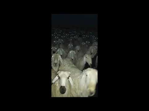 Martian.B - BACKSEAT FREESTYLE REMIX. ft. CheeseeKit