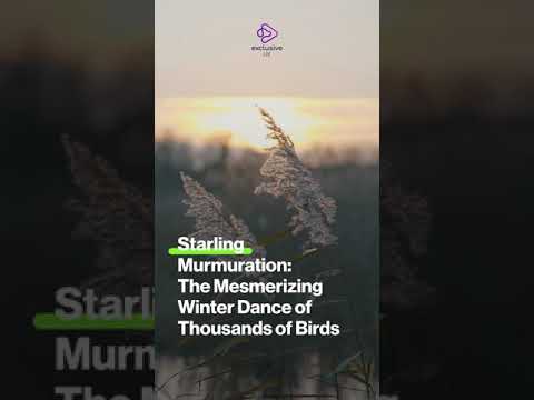 Mind-Blowing Starling Murmuration #Shorts