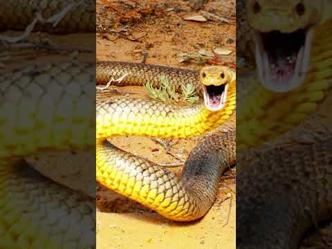 Die giftigste Schlange der Welt