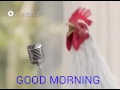 Galinha Bom Dia