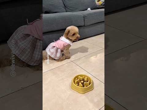 Kesabaran Moi Habis #dewivanow #dogtraining #Moidewivanow