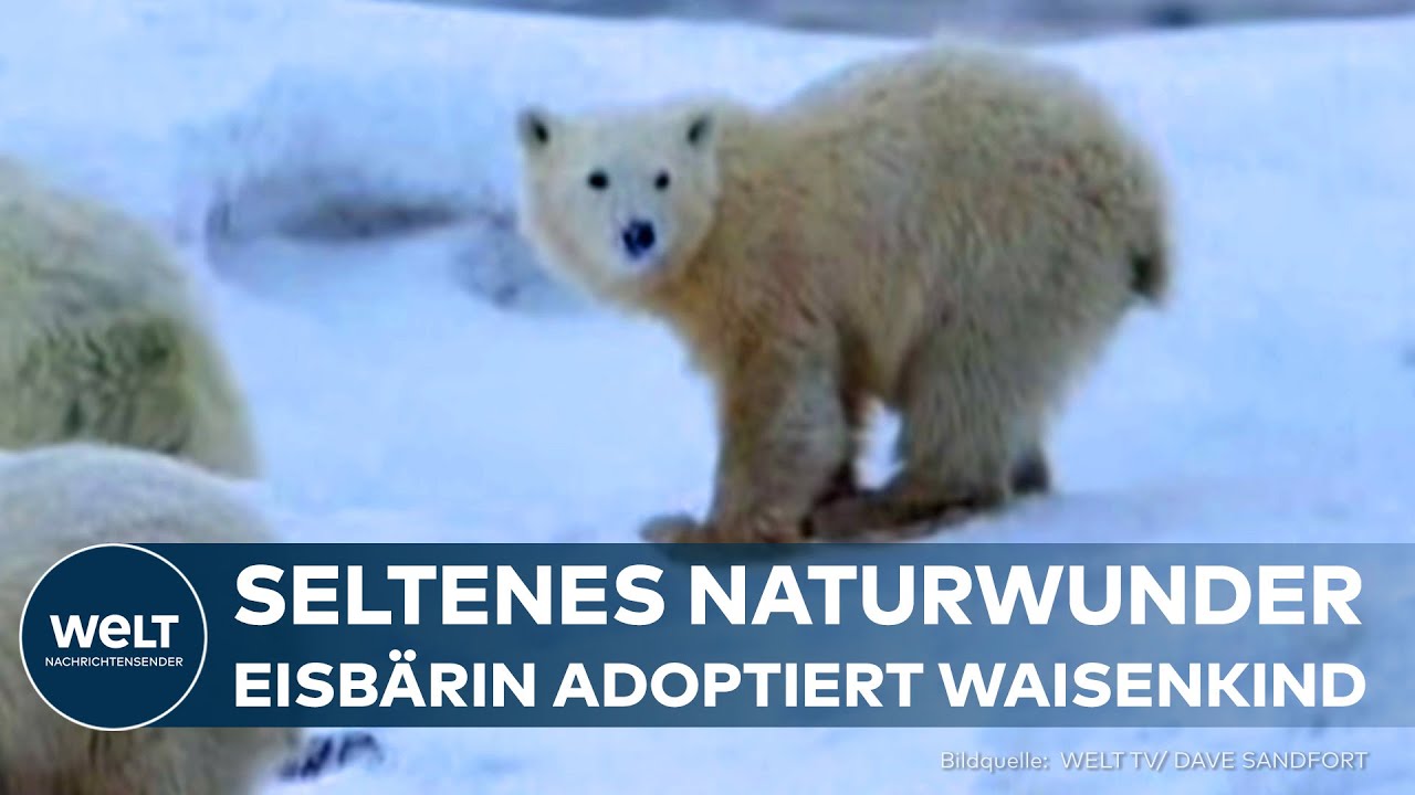 ARKTIS: Seltene Sensation in Kanada - Eisbärenmutter adoptiert verwaistes Jungtier!