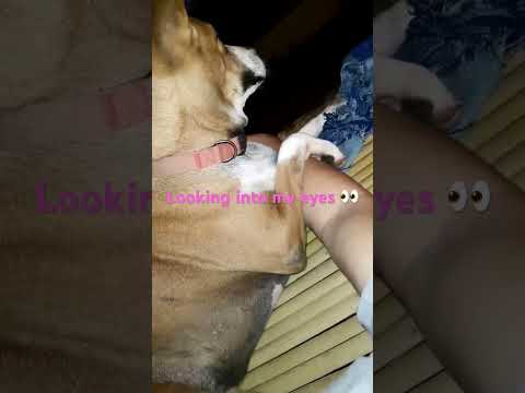 Looking into my eyes 👀 #ลูกหมา #หมา #pets #cute #dog #puppy #doglife #animals #funny