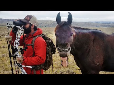 Les chevaux sont les plus drôles du monde 🤣 funny animals videos 2025