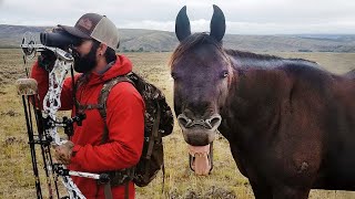 Les chevaux sont les plus drôles du monde 🤣 funny animals videos 2025