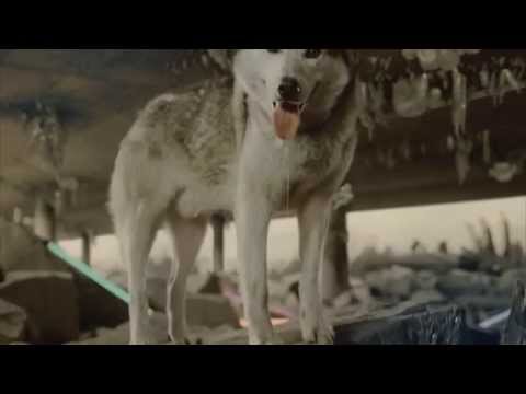 Taz Sęp CREW x RiskZero Production  - RED WOLF  MASHUP VIDEO