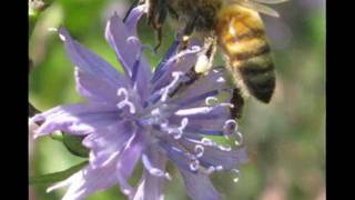 Angelique Lyrics-Kenny Loggins