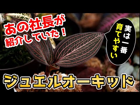 ルディシア変色、最も一般的な宝石蘭の 1 つ