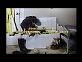 Opening To Winnie The Pooh And A Day For Eeyore 1991 VHS