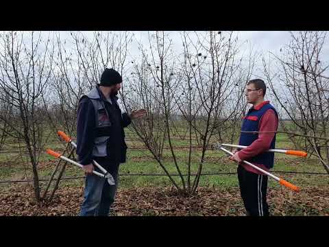 Pruning hazelnut in a high-density orchard, Rezidba lješnika u gustom sklopu