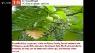 Fruits Pictures of 20 exotic fruits