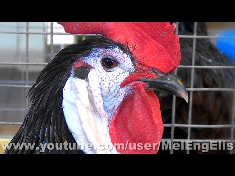 , title : 'Coq et Poule de Race Espagnole - Spanish Chicken - Spanier Hühner'