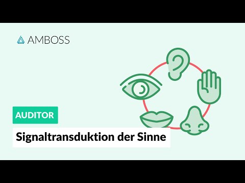 Signaltransduktion der fünf Sinne -- AMBOSS Auditor