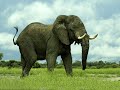 Elephant Sound Effects
