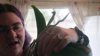 possible buds and flower spike