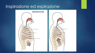 L' apparato respiratorio - scienze per la scuola primaria