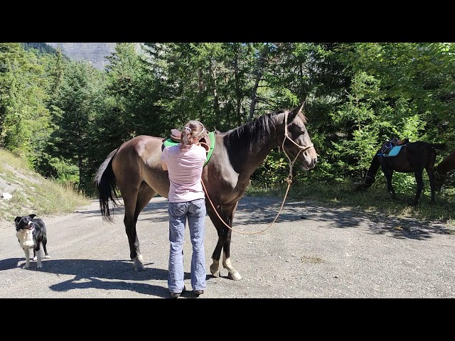 Rodabeh, Jument Akhal Téké