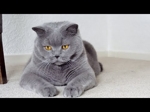 Blue British Shorthair Cats - The Cutest Hunters In The World?