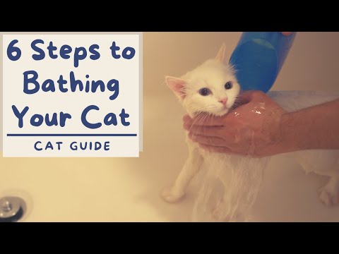 How to Bathe your Cat that Hates Water (6 Step Tutorial)