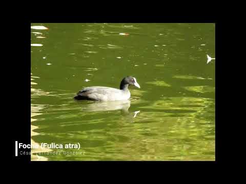 Vídeo de Fulica atra. <em>© César Fernández González