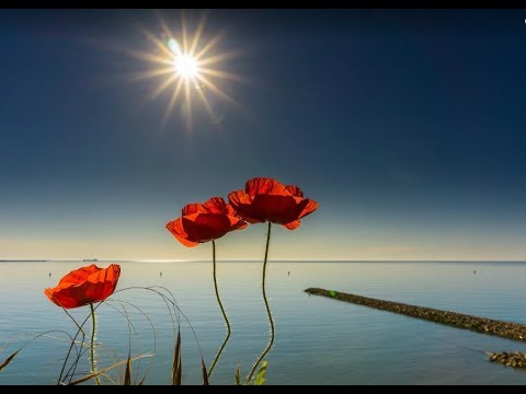 What a wonderful world ( Ce lume minunata ) - ROD STEWART tradus in romana