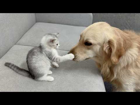 YouTube 썸네일