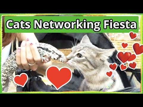 Cat Sees the World: Cats Meeting Other Animals at Pet Show (Interspecies Interaction)