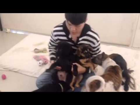 Adopt Mary's Dogs - Ninette & Nickey meeting a man