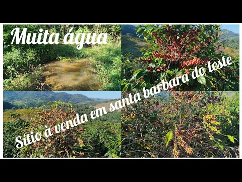 Um Alqueire e quase meio de terra, 14 mil plantas de café.