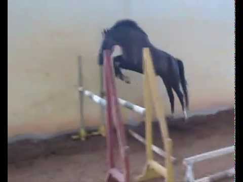 Braveheart  --  Voltaire x Ahorn z x Cor de la bryere