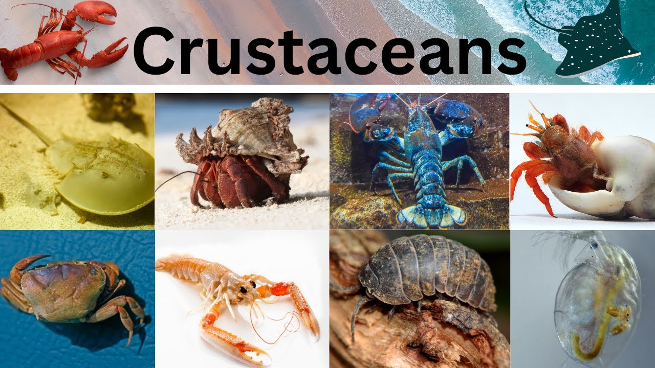 Names of Crustaceans in suma English vocabulary | List of Crustaceans
