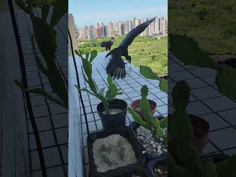 Urubu cochilou,  virou sapato