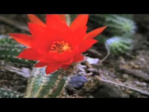 Blommor Skövde Blomsterhallen