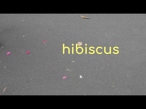Mr. Cat - Hibiscus (Visualizer)