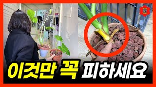 [노하우] "이거 해서 중고차 가격 벌었어요", 식물로 목돈 버는 방법ㅣ이사 가기 전, 집 팔기 전에 꼭 봐…