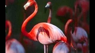 Lucio Dalla - Domani