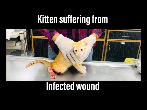 skin infection in Cat | Necrotic skin wound in kitten