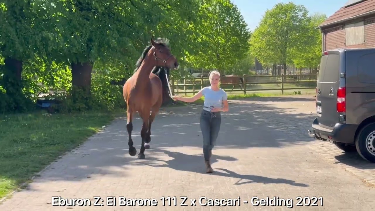 Eburon Z ☆ (EL BARONE 111 Z x CASCARI) video 3