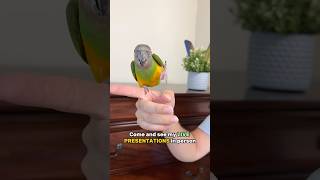 Parrot Wizard Live Presentations Schedule at Parrot Stars Summer Festival 2026